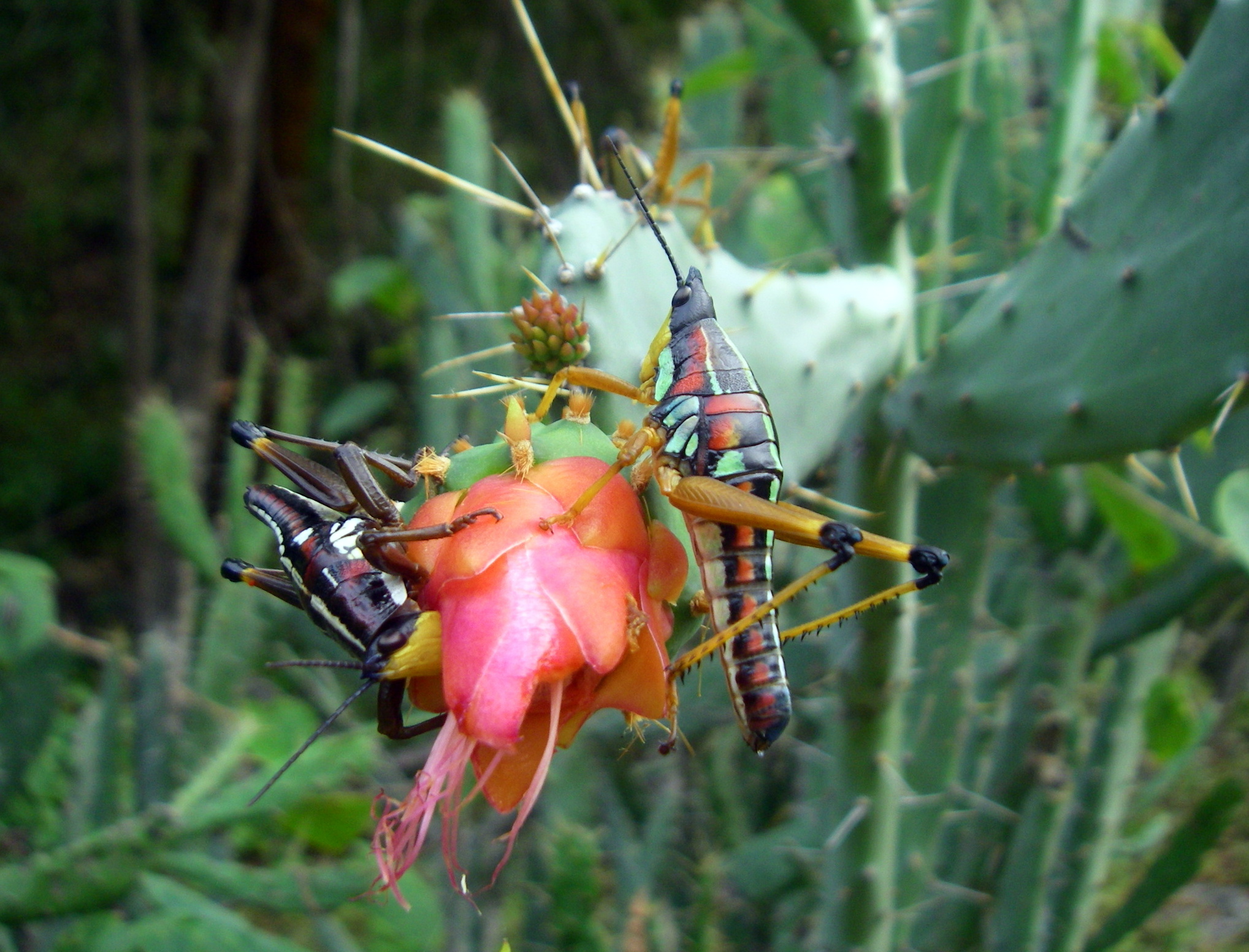 Even the grasshoppers on the prickly pear blossoms are exotic. ©Rocky Contos (www.sierrarios.org)